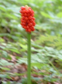 Obrazek plamisty Arum macalatum