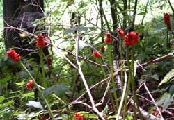 Obrazki plamiste Arum macalatum.